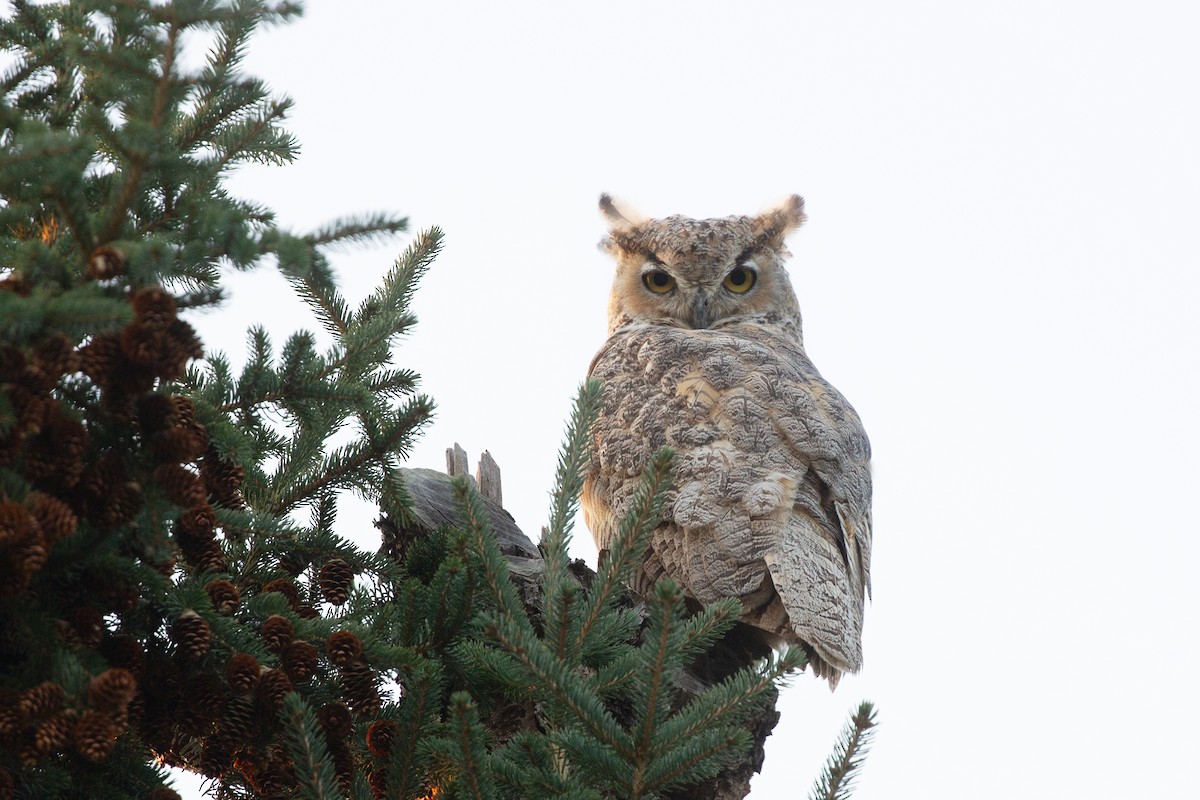 Great Horned Owl - ML642334266