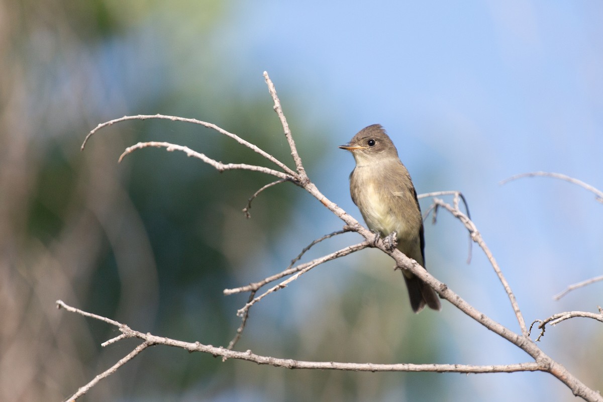Western Wood-Pewee - ML642334282