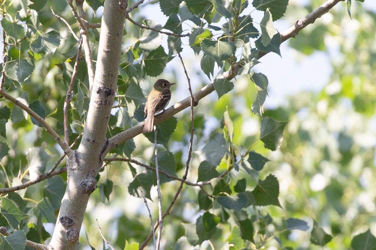 Western Flycatcher - ML642334286