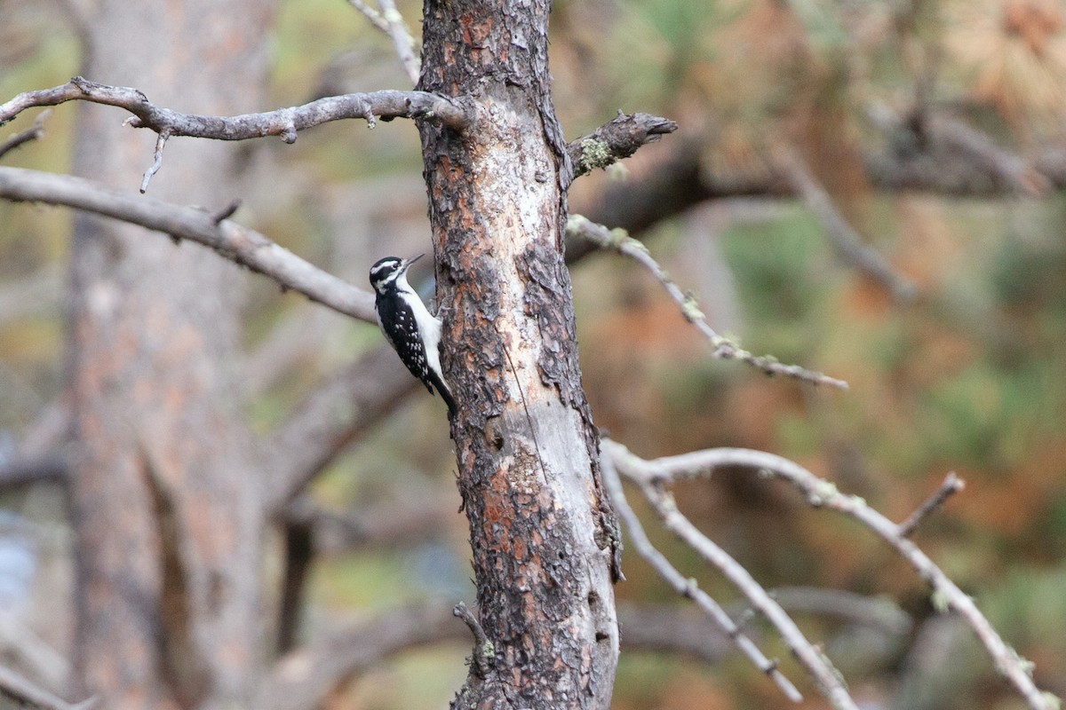 Hairy Woodpecker - ML642334314