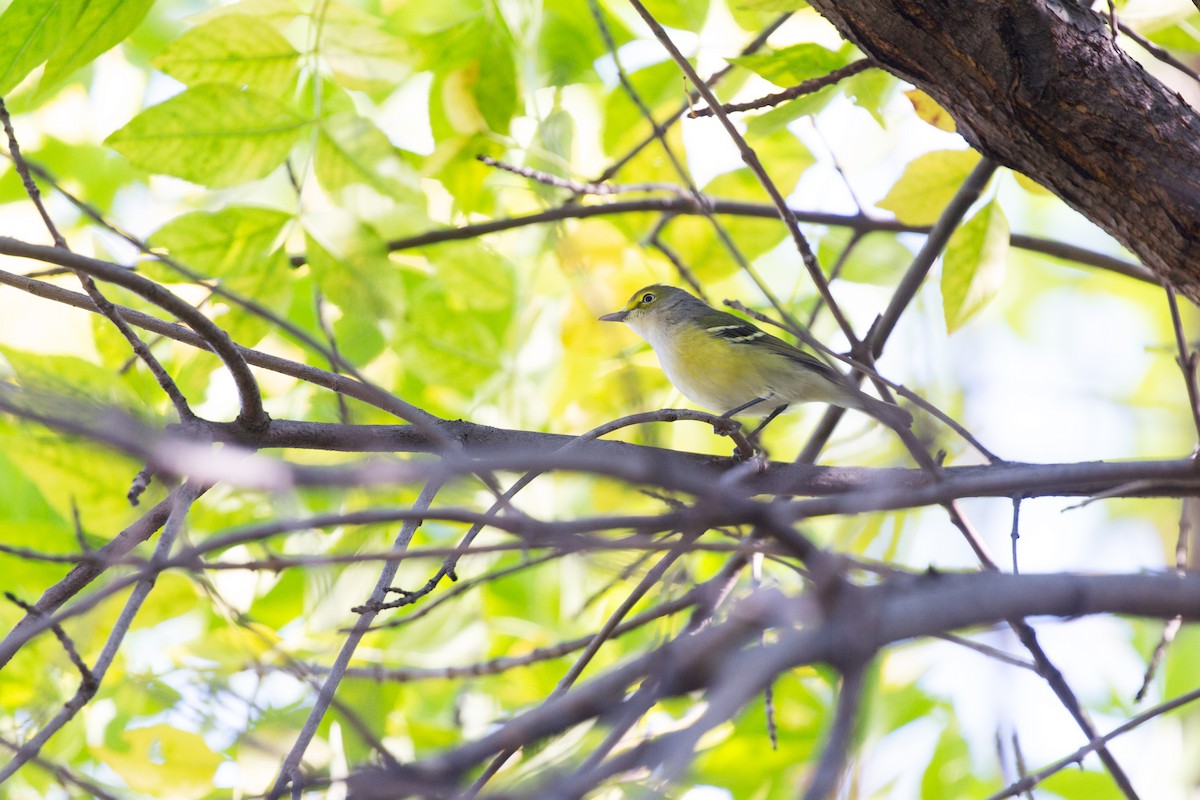 White-eyed Vireo - ML642334340