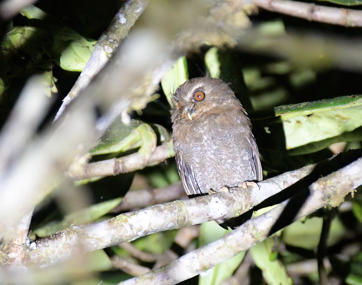 Long-whiskered Owlet - ML642334345