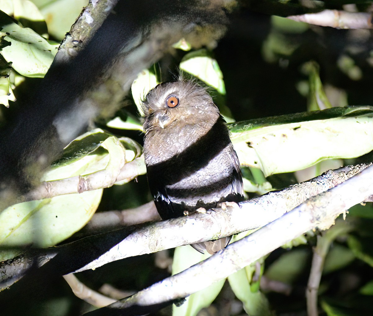 Long-whiskered Owlet - ML642334346