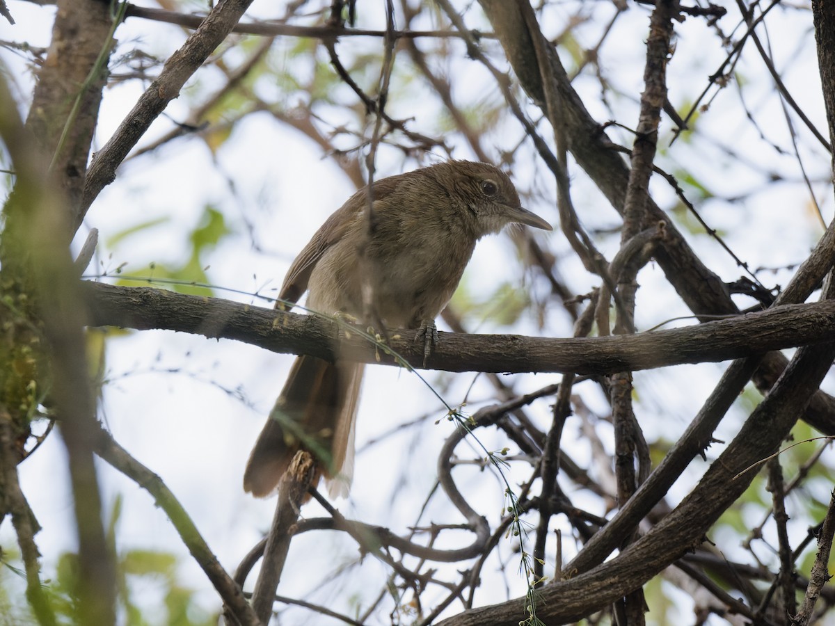 Terrestrial Brownbul - ML642334347