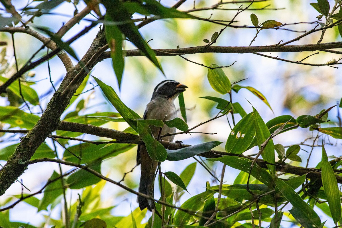 Thick-billed Saltator - ML642334357