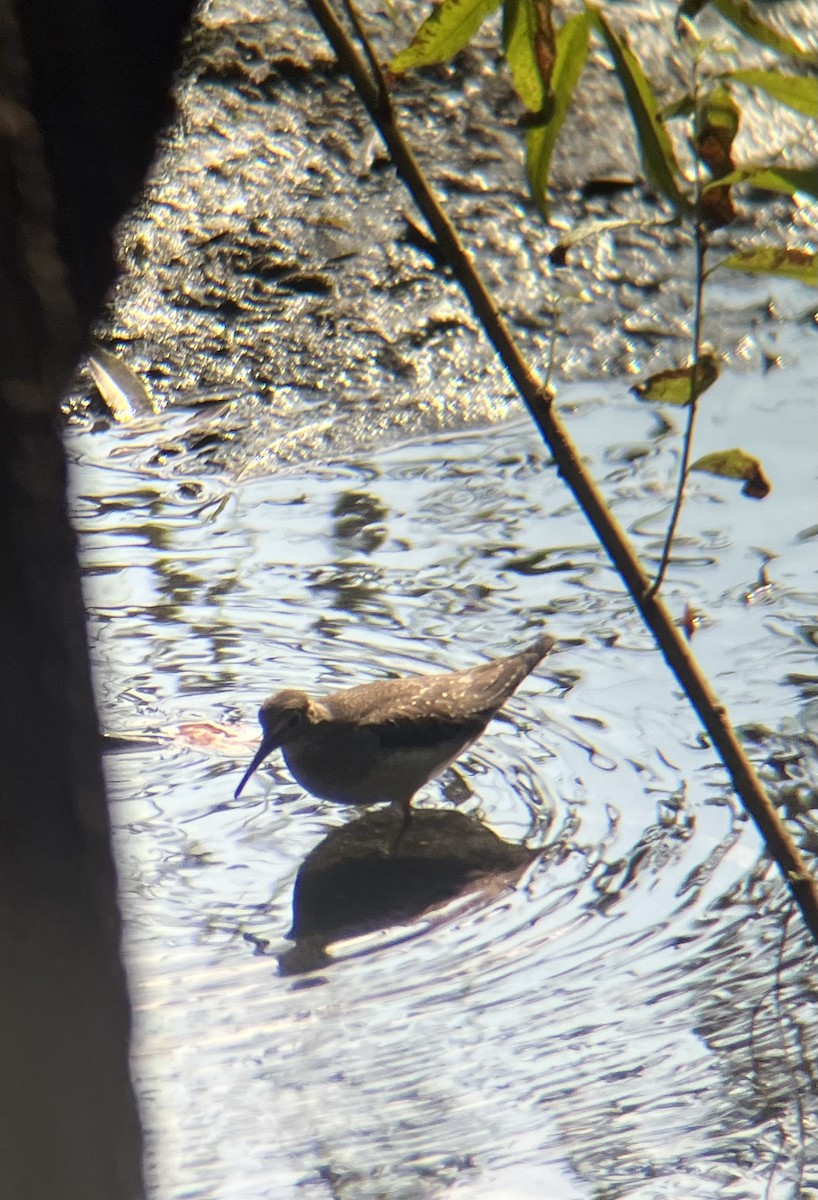 Solitary Sandpiper - ML642334377
