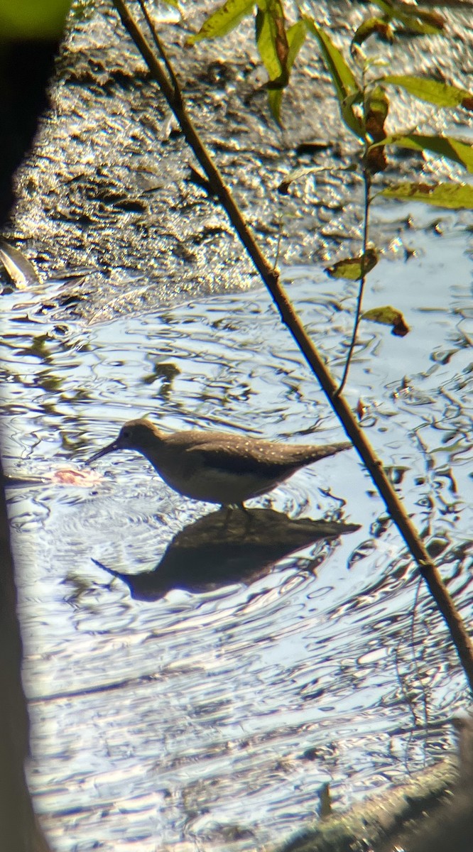 Solitary Sandpiper - ML642334378
