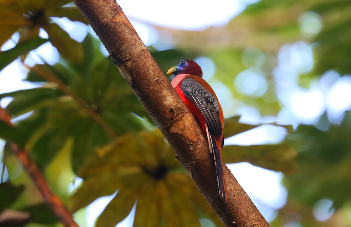 Trogón Filipino - ML642334386