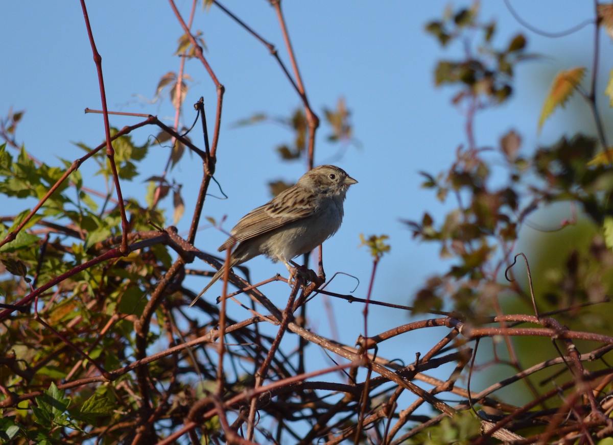Brewer's Sparrow - ML642334418