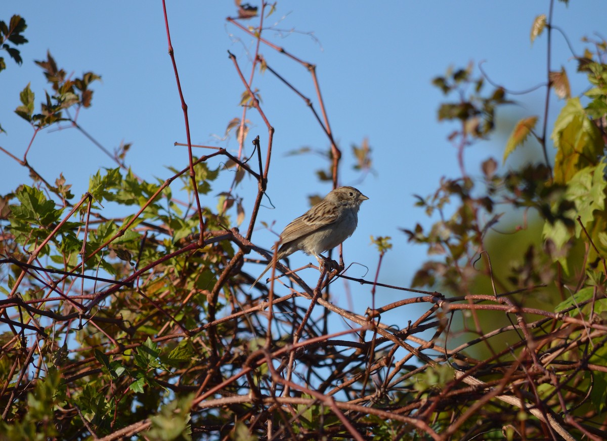 Brewer's Sparrow - ML642334419