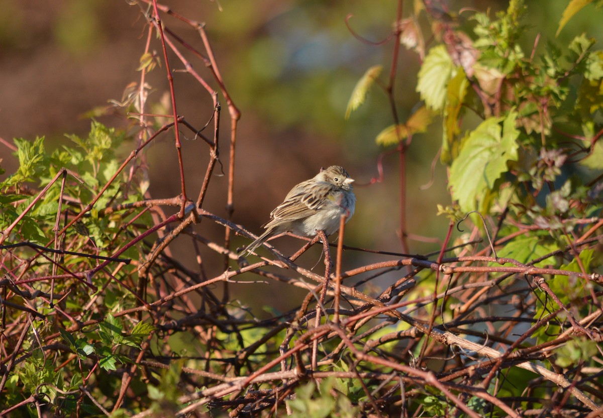 Brewer's Sparrow - ML642334420