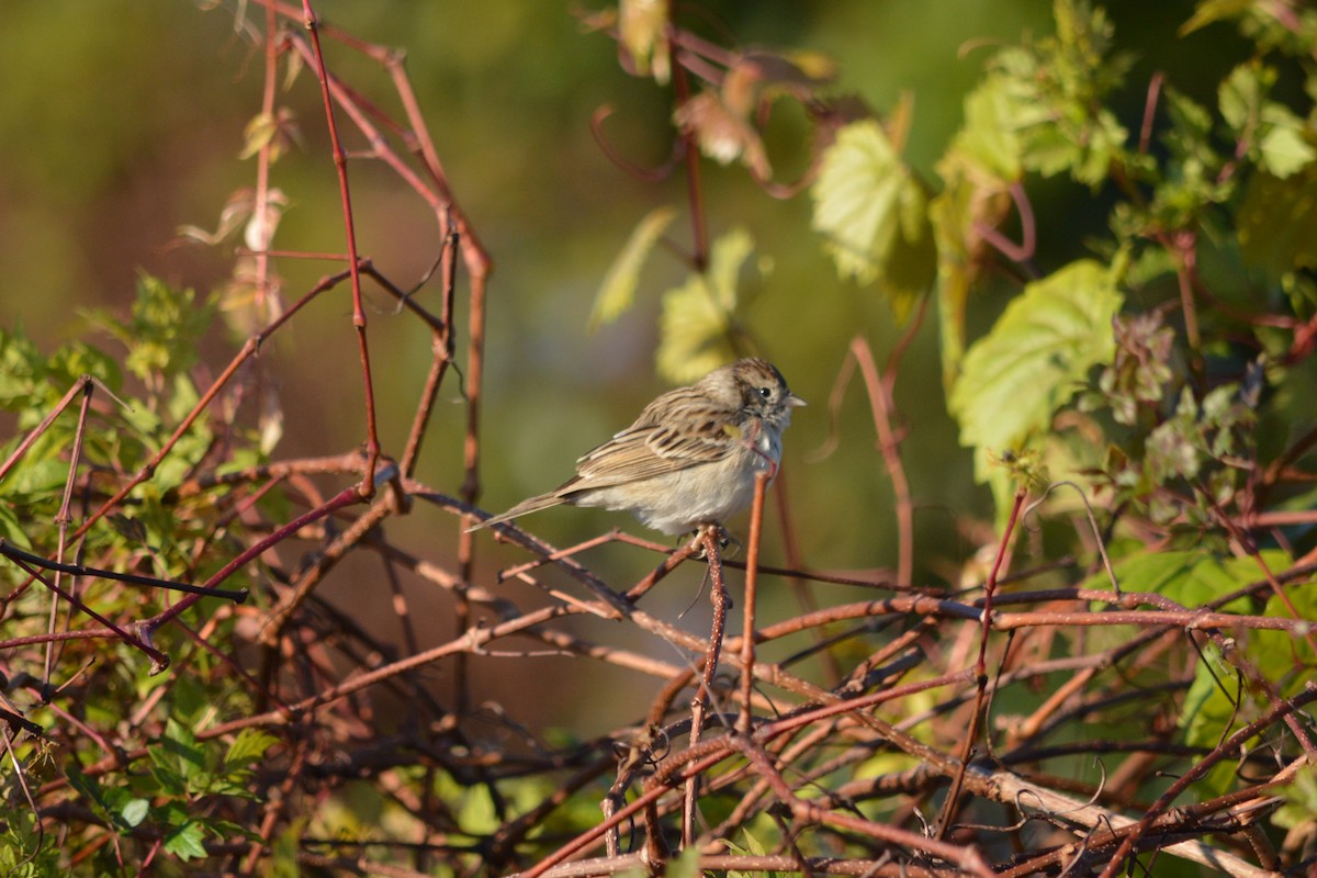 Brewer's Sparrow - ML642334421