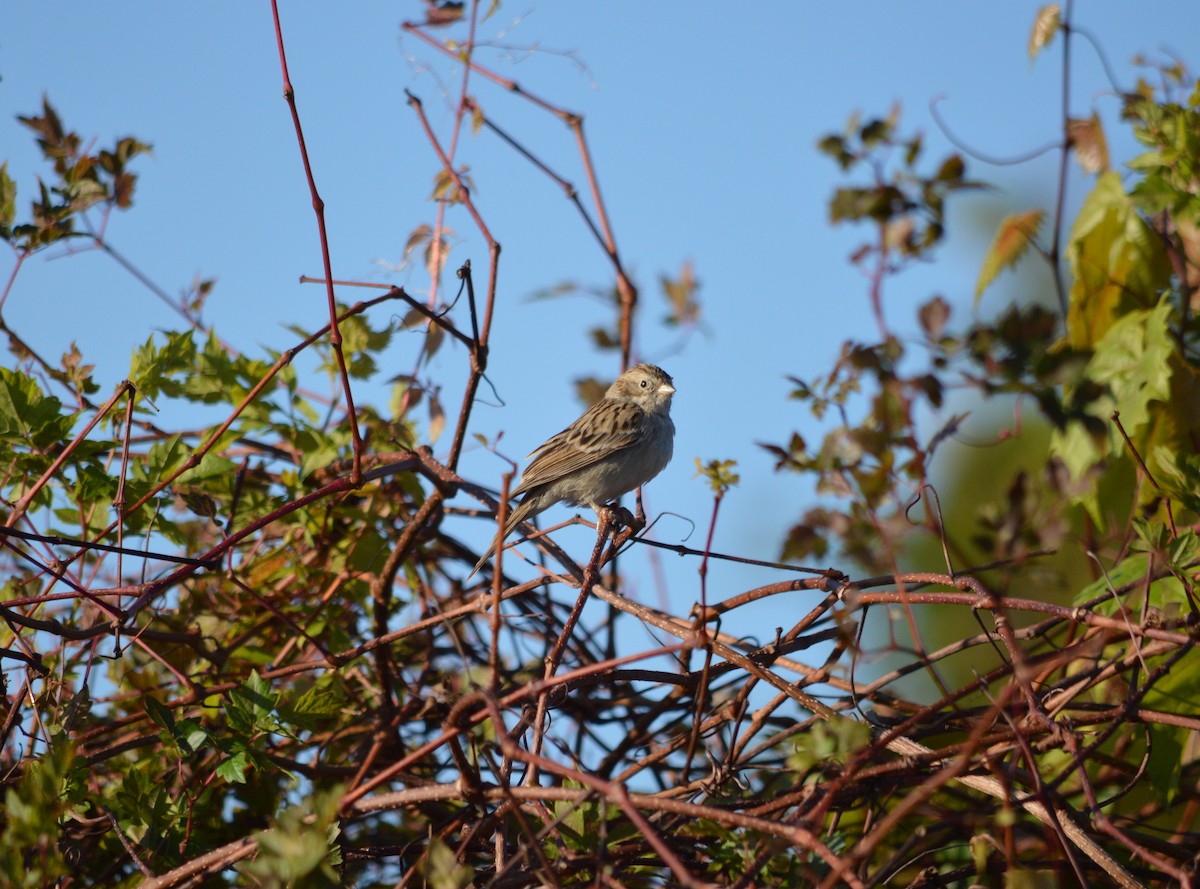 Brewer's Sparrow - ML642334422