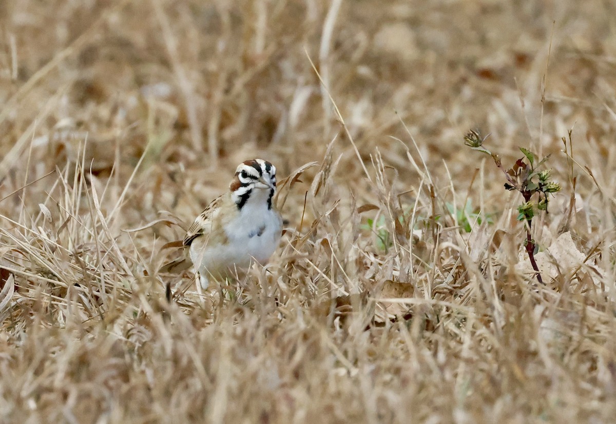Lark Sparrow - ML642334425