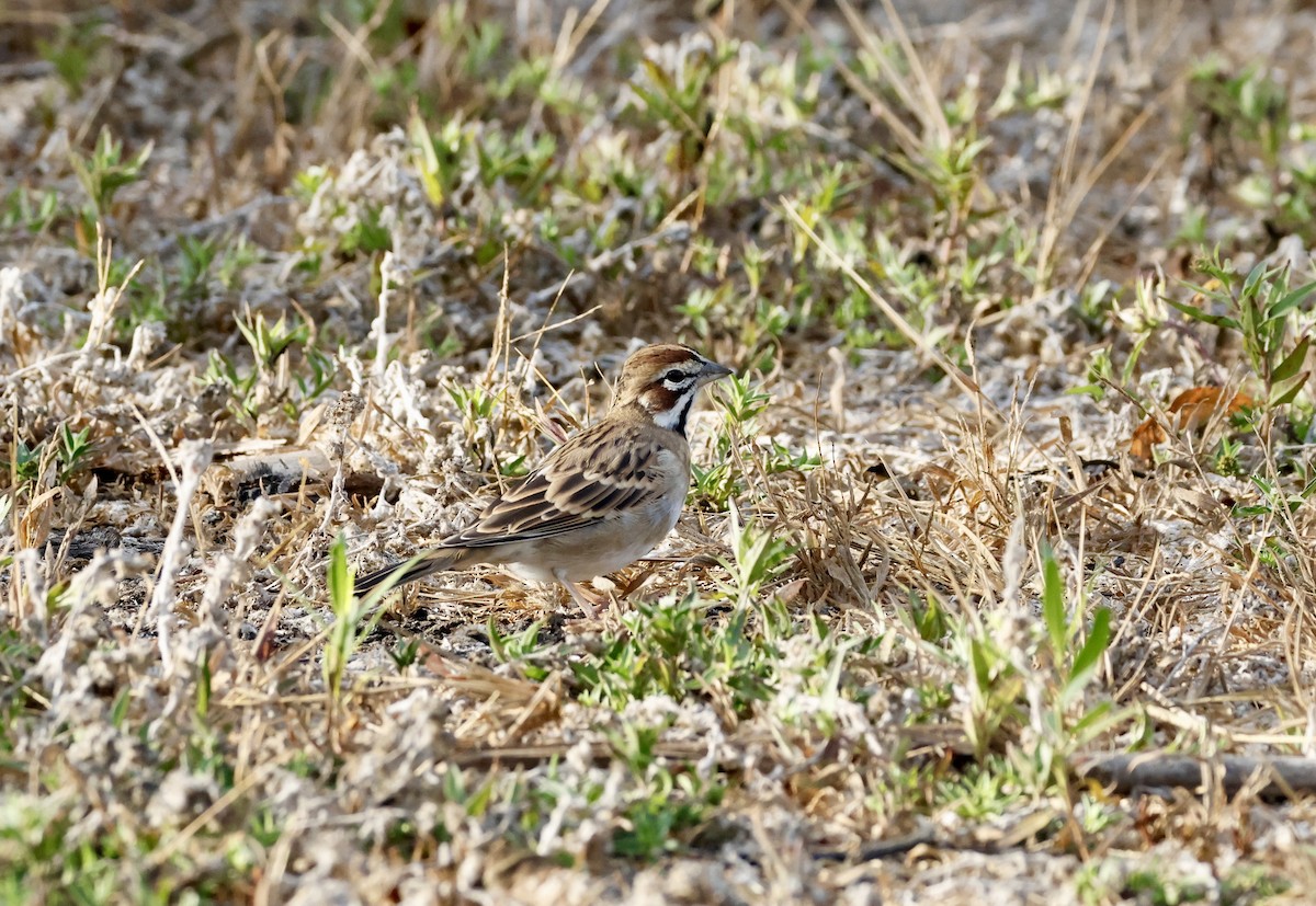 Lark Sparrow - ML642334426