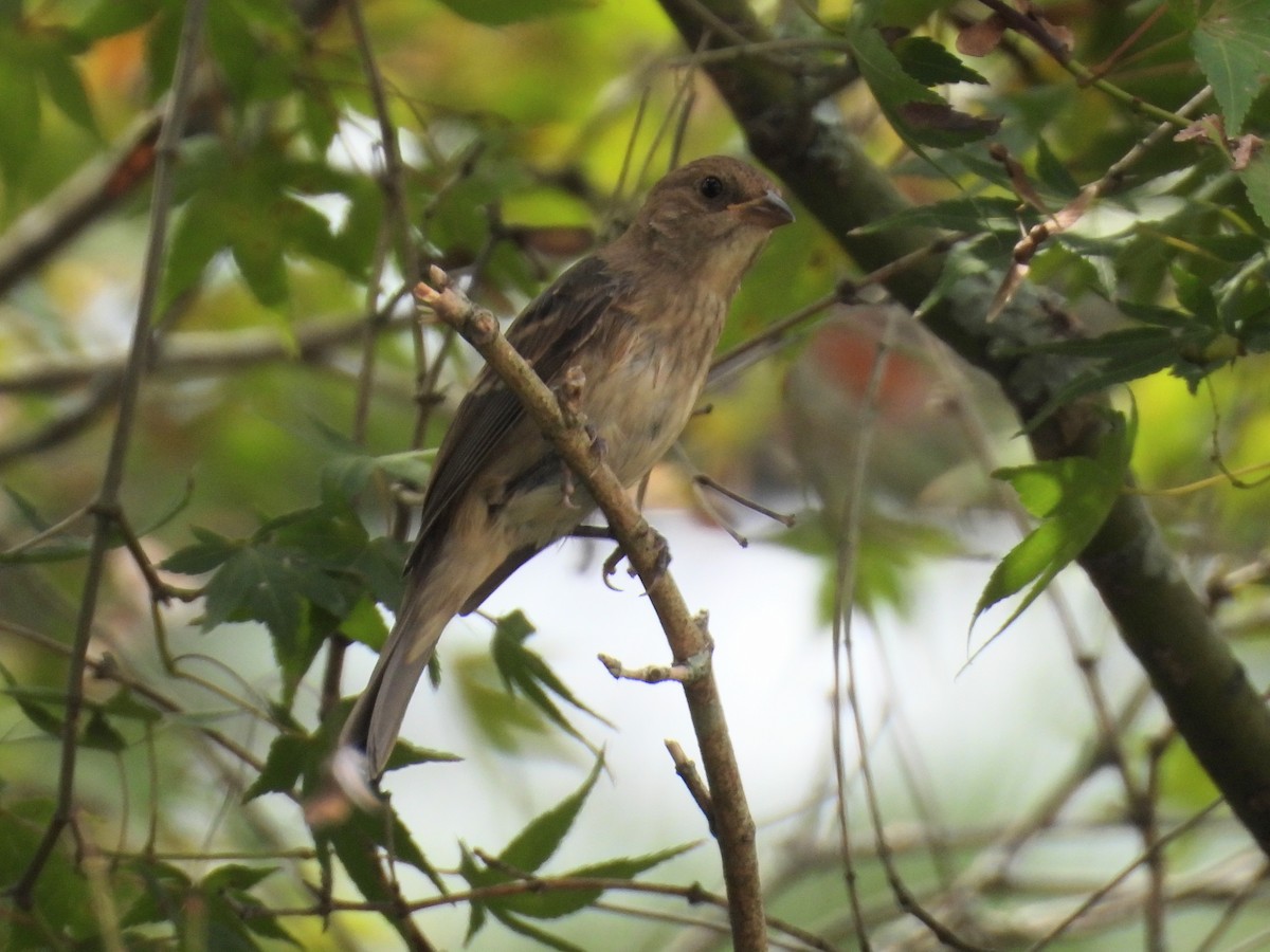 Indigo Bunting - ML642334448
