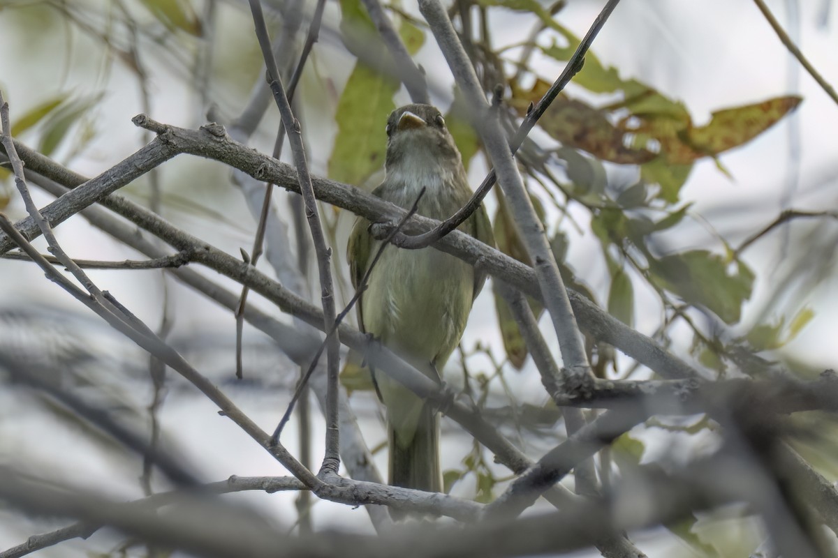 Acadian Flycatcher - ML642334449