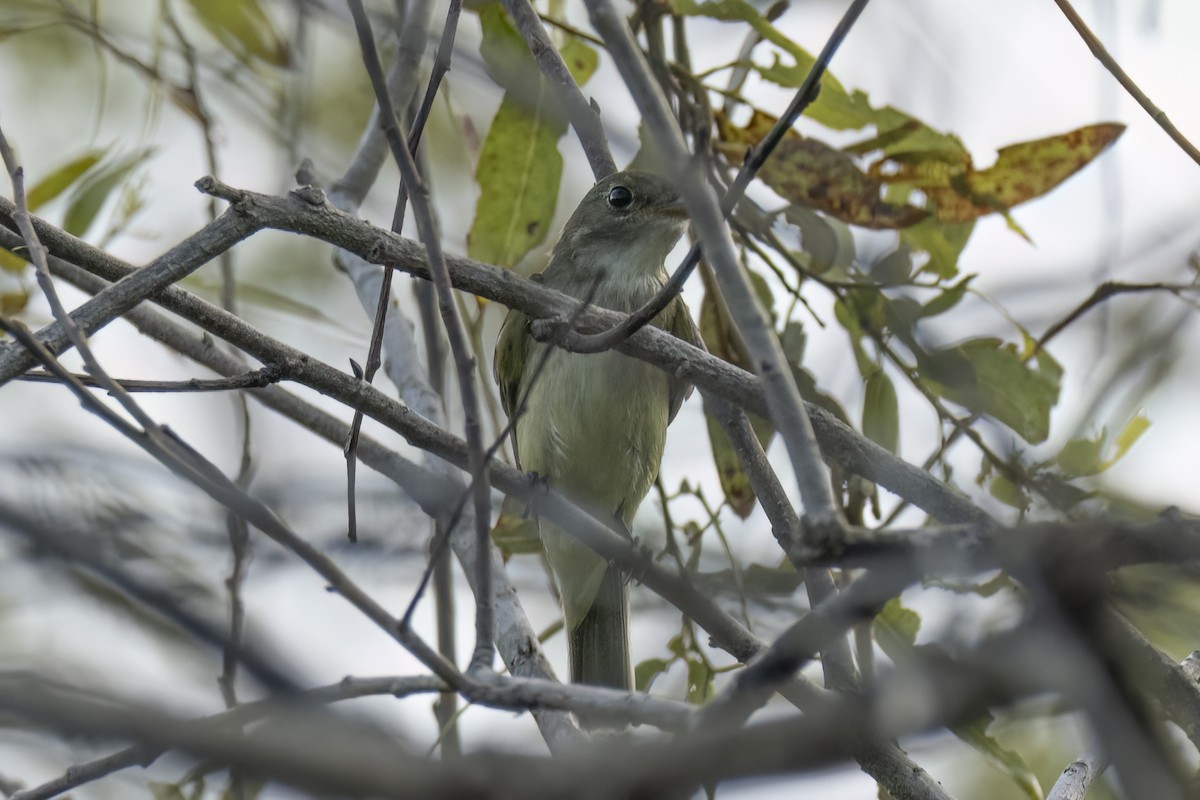 Acadian Flycatcher - ML642334450