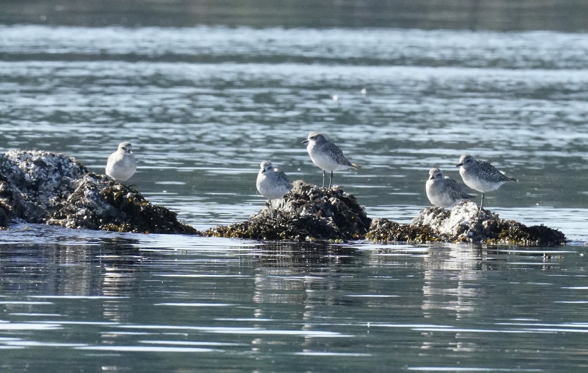 Black-bellied Plover - ML642334482