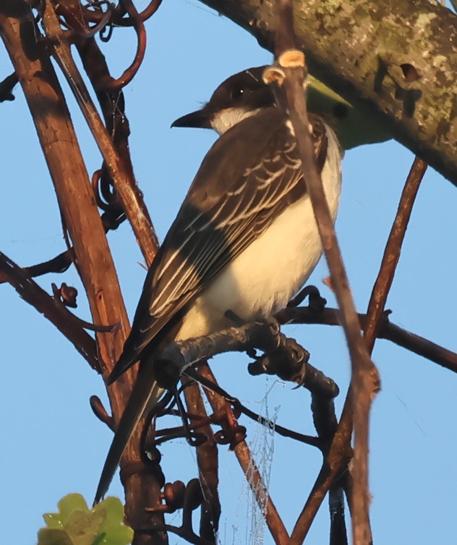 Eastern Kingbird - ML642334497