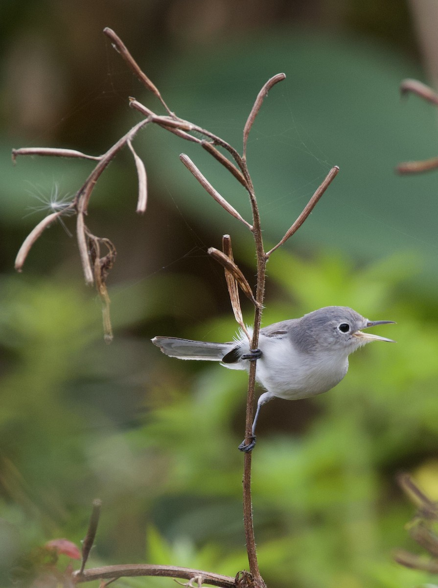 Blue-gray Gnatcatcher - ML642334506