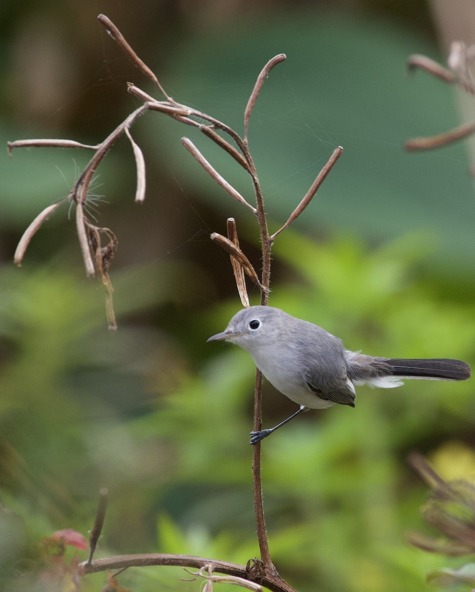 Blue-gray Gnatcatcher - ML642334507