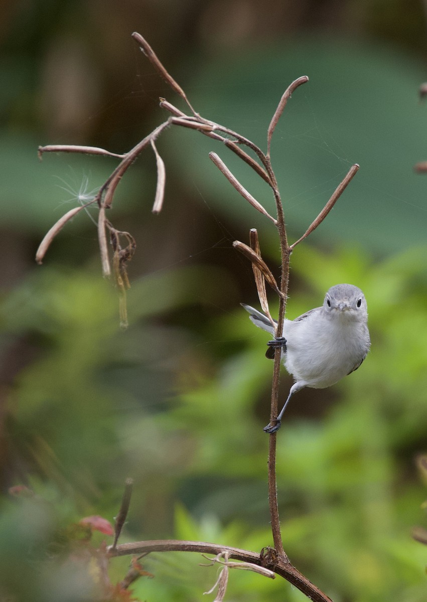 Blue-gray Gnatcatcher - ML642334508
