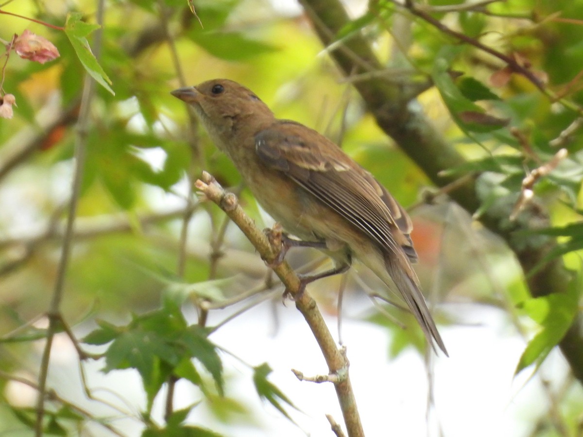 Indigo Bunting - ML642334522