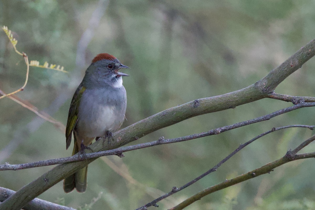 Green-tailed Towhee - ML642334526