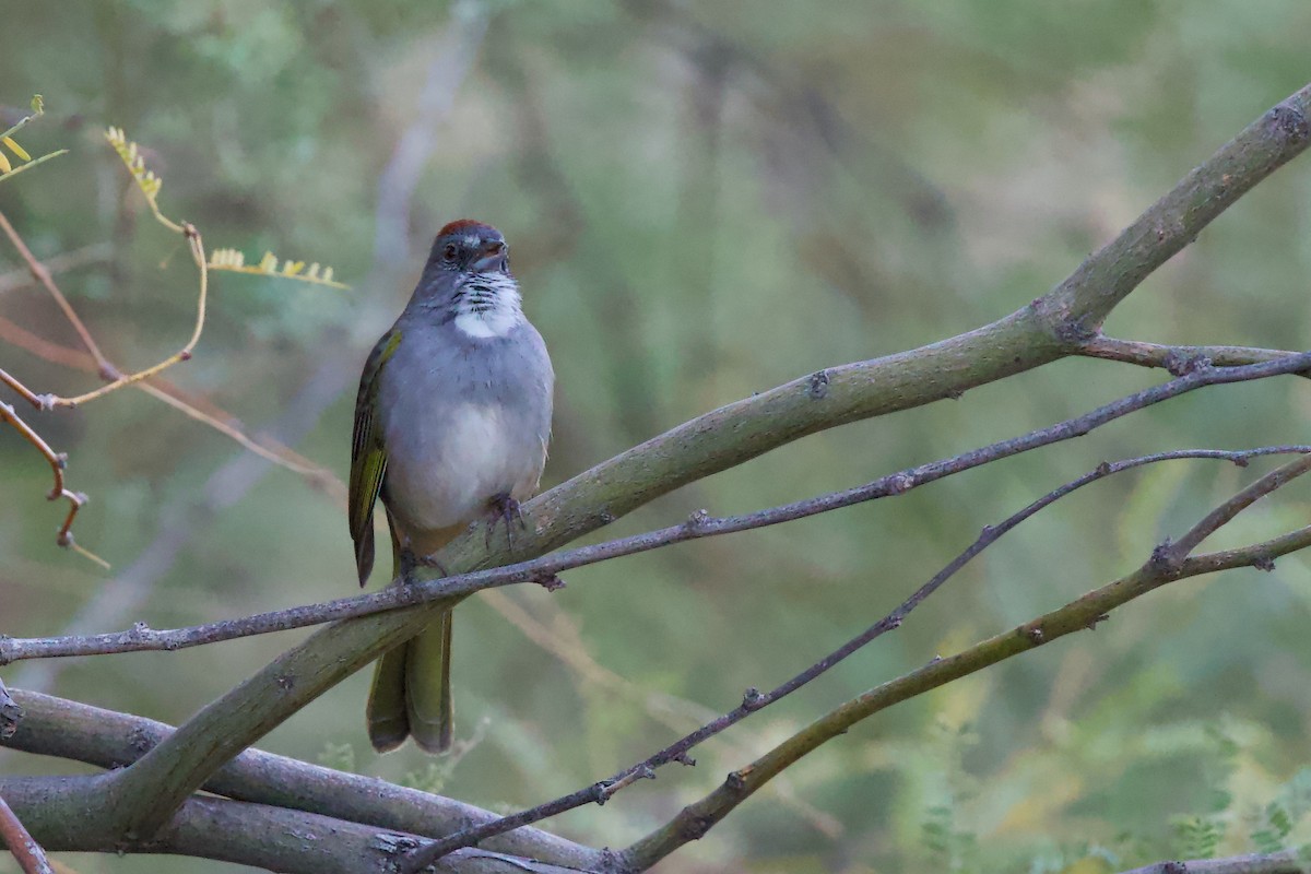 Green-tailed Towhee - ML642334527