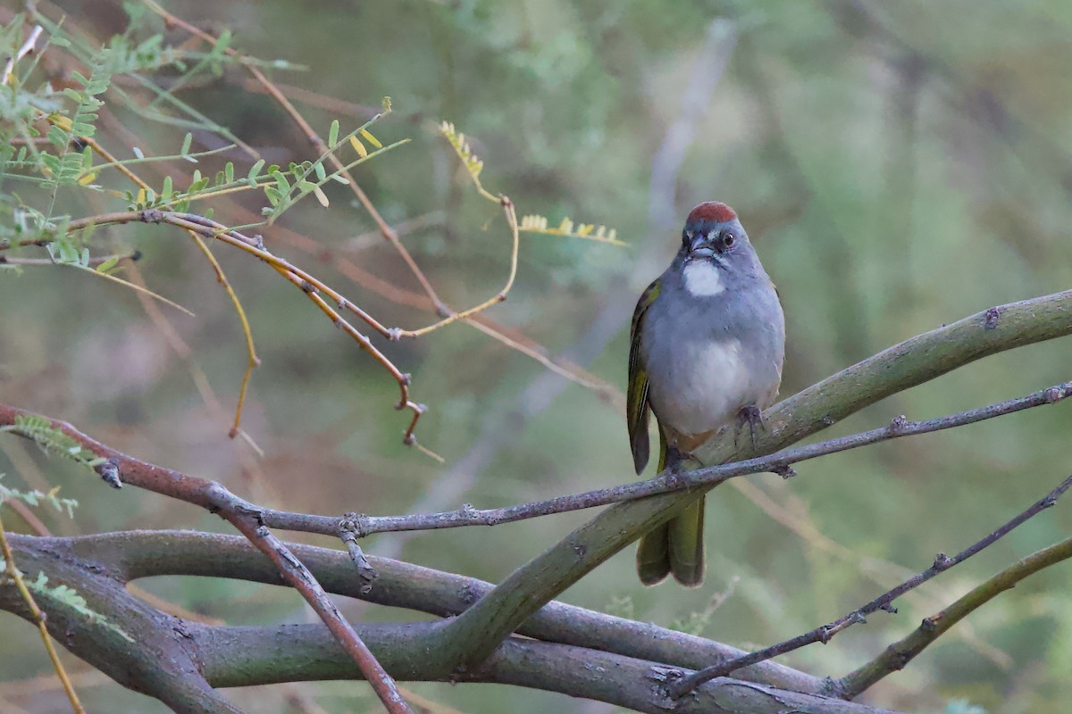 Green-tailed Towhee - ML642334528