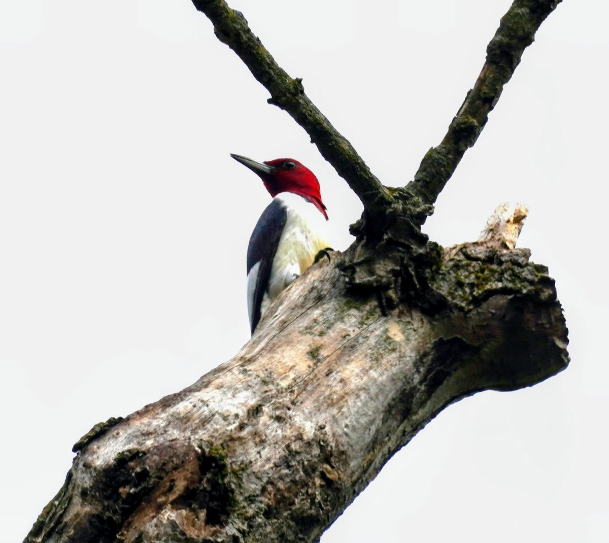 Red-headed Woodpecker - ML642334543