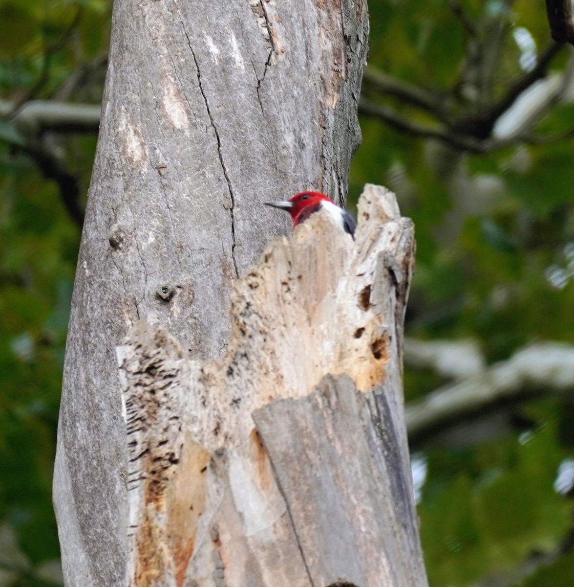 Red-headed Woodpecker - ML642334544