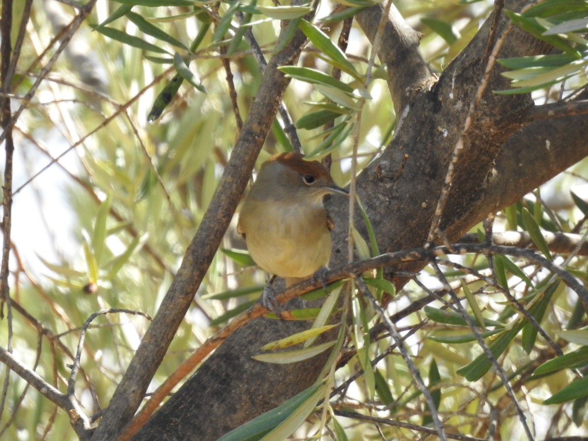 Халимагт зэржгэнэ - ML642334565