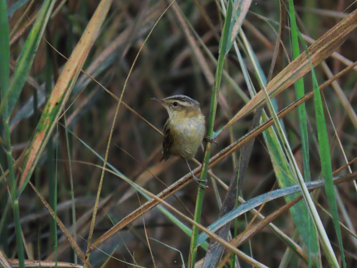 Sedge Warbler - ML642334583