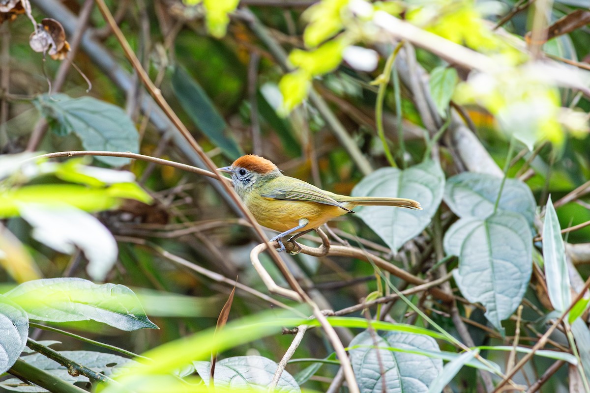 Rufous-crowned Greenlet - ML642334588