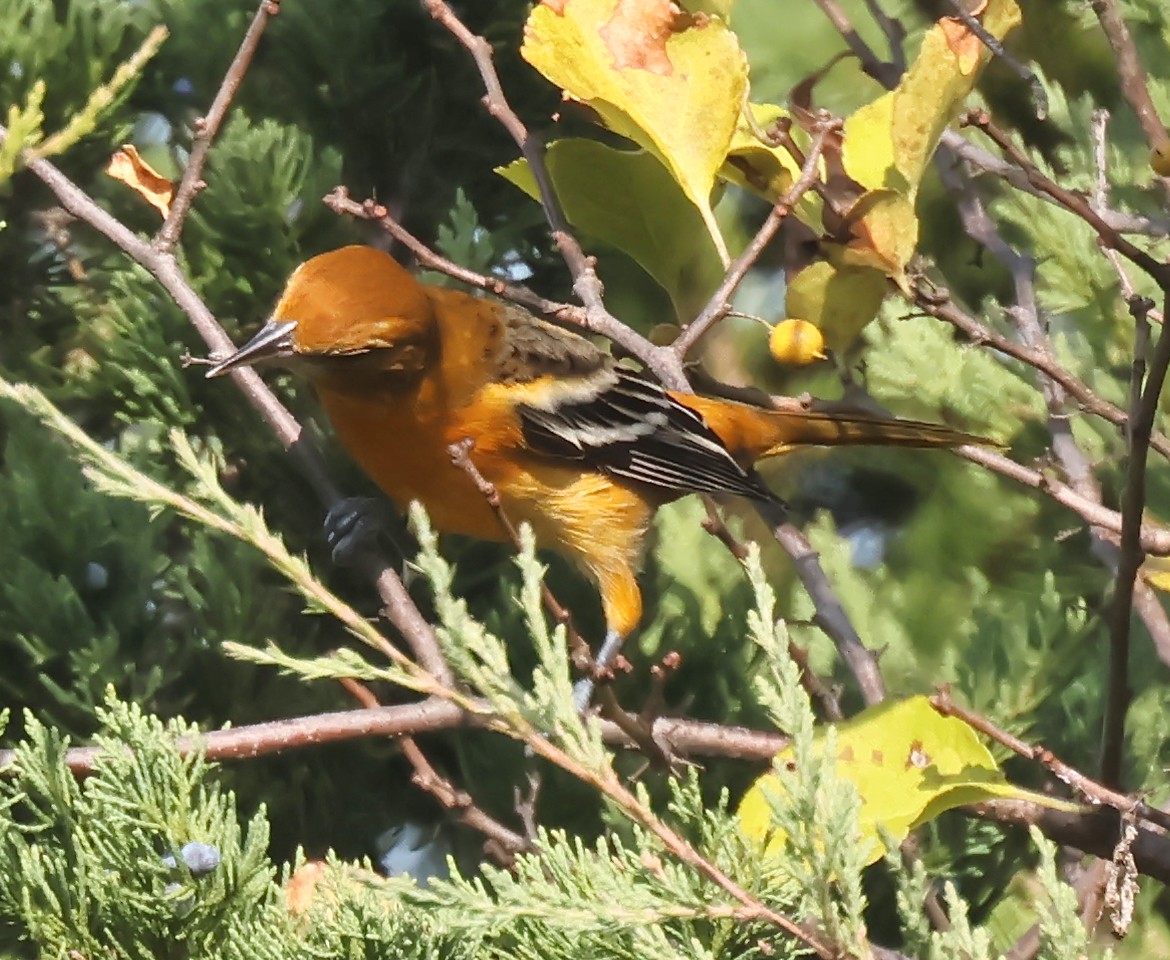Baltimore Oriole - ML642334596