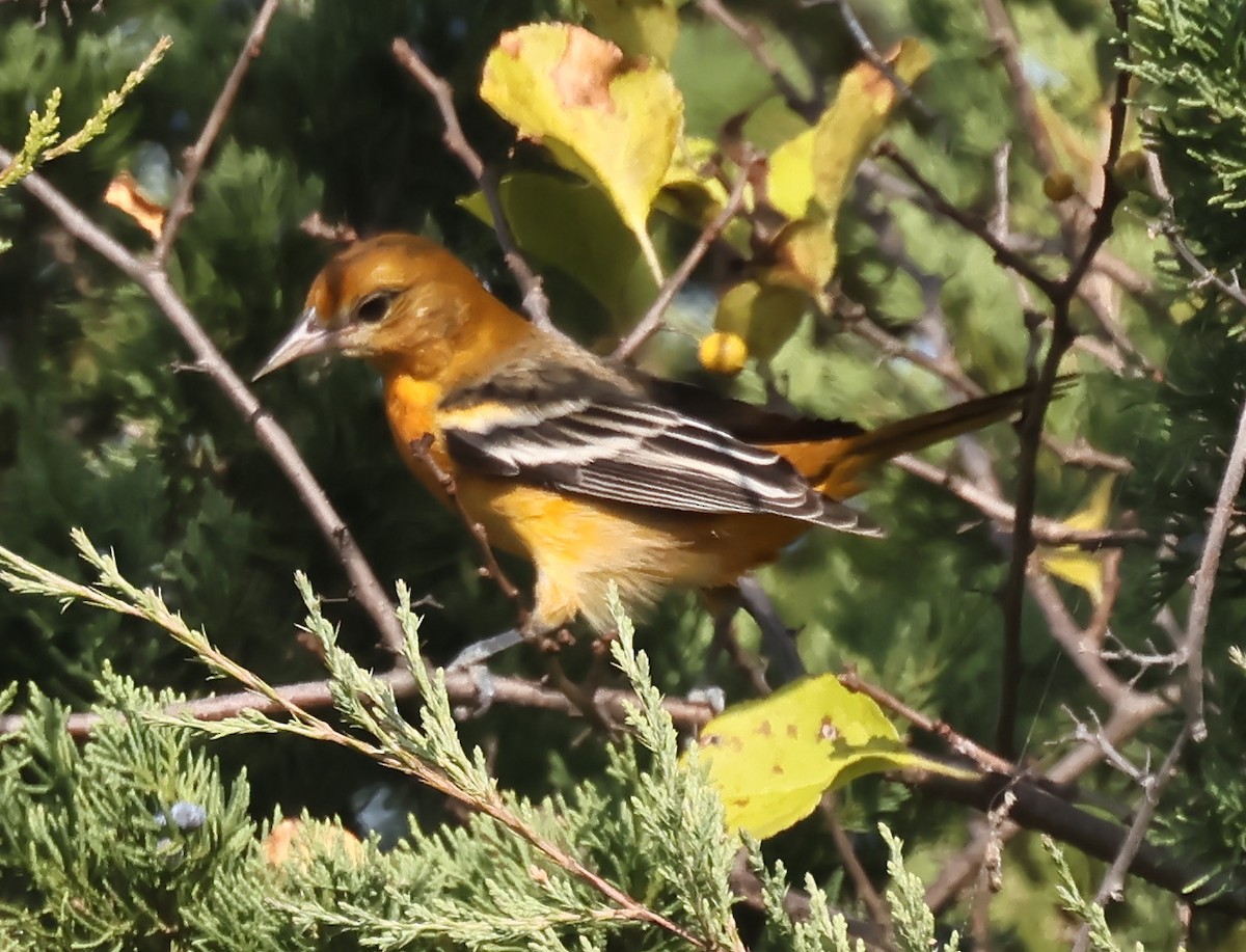 Baltimore Oriole - ML642334597