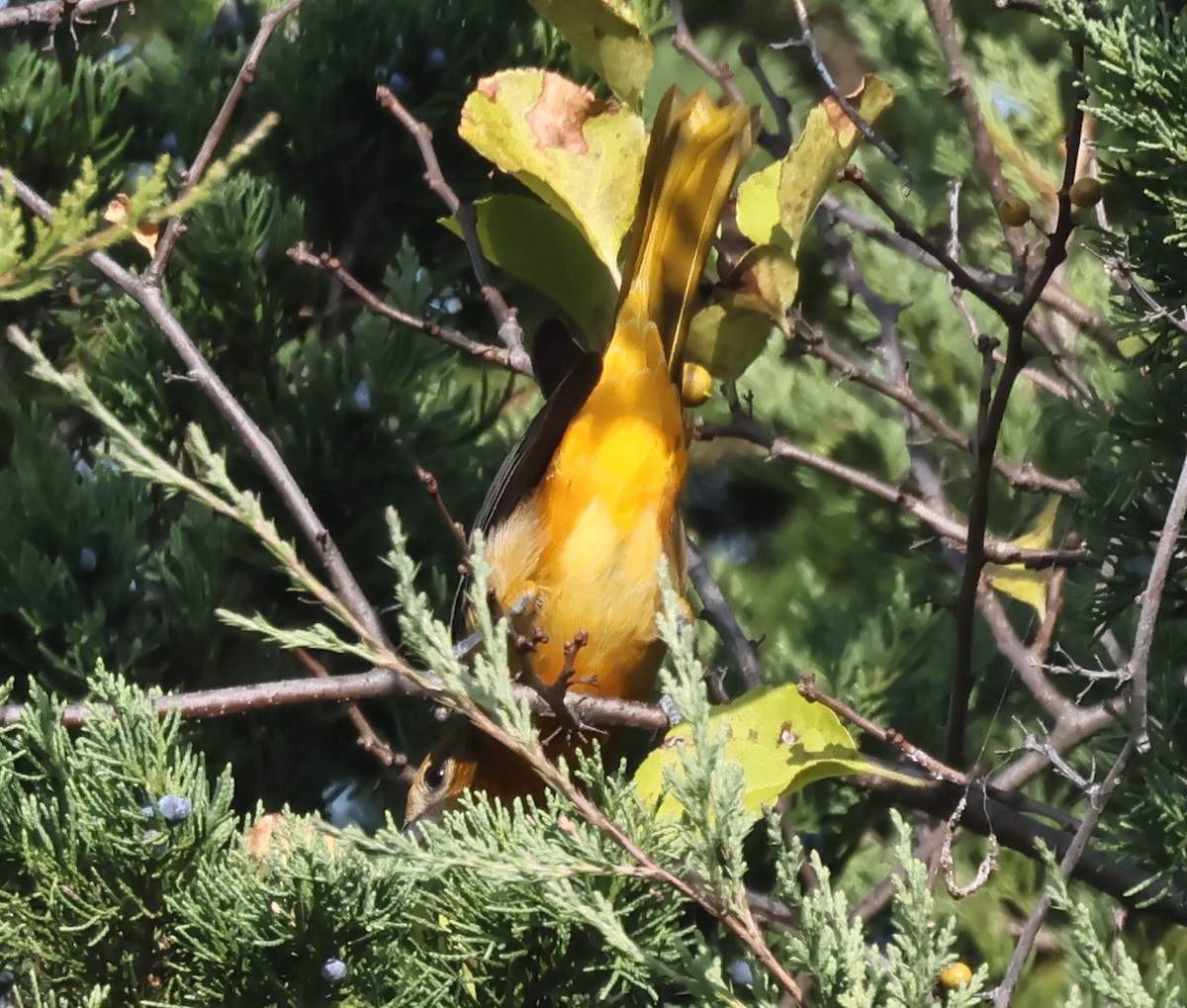 Baltimore Oriole - ML642334598