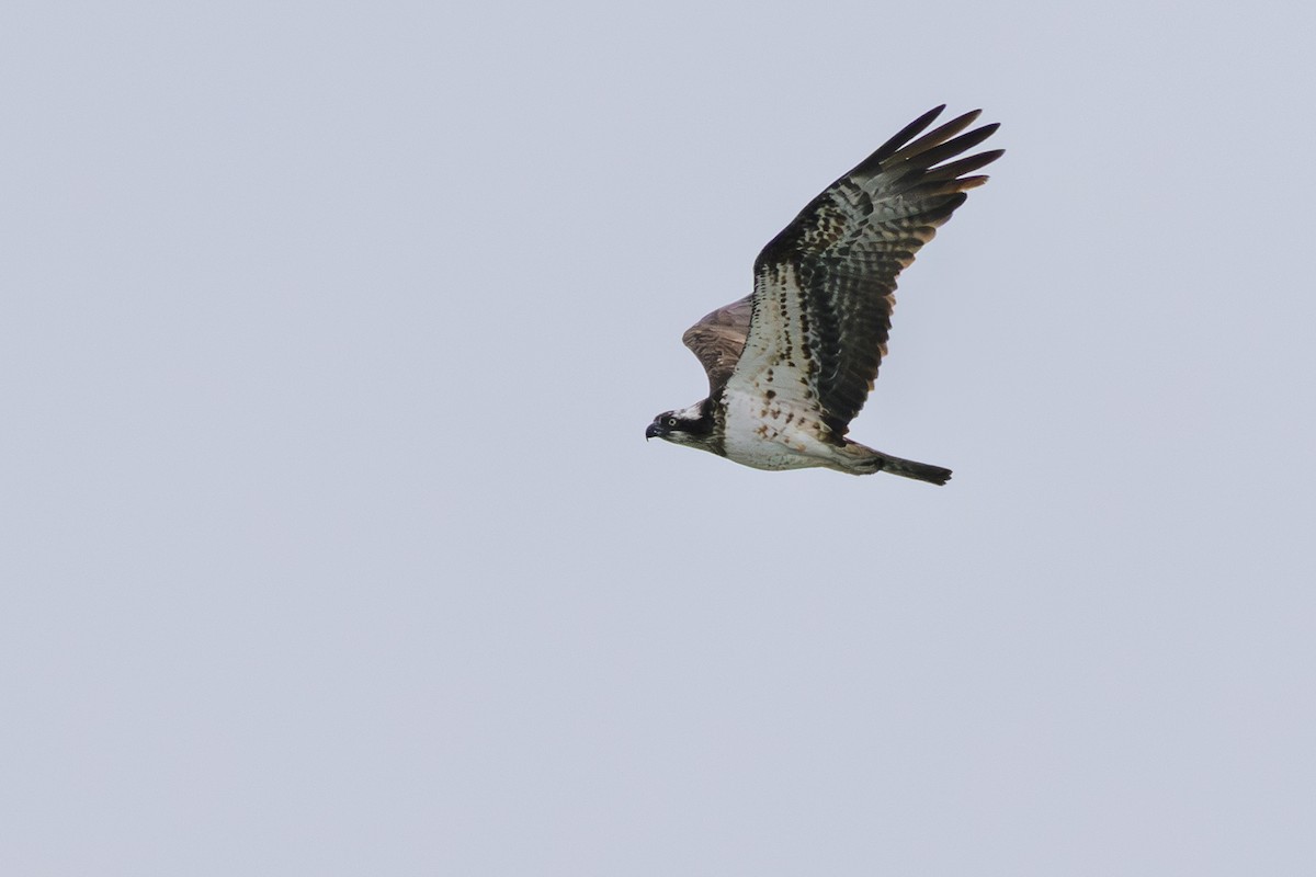 Osprey - ML642334599