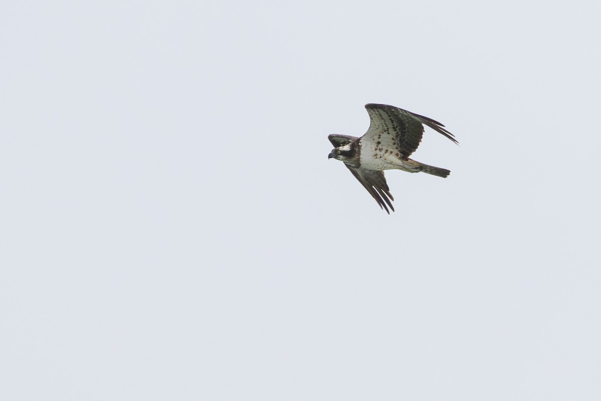 Osprey - ML642334600