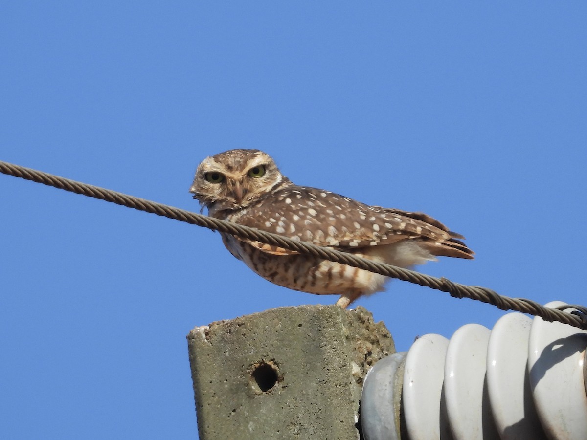 Burrowing Owl - ML642334602