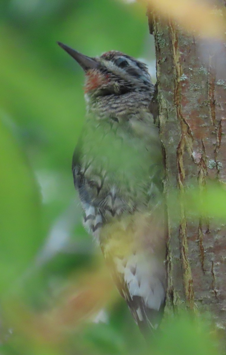 Yellow-bellied Sapsucker - ML642334603