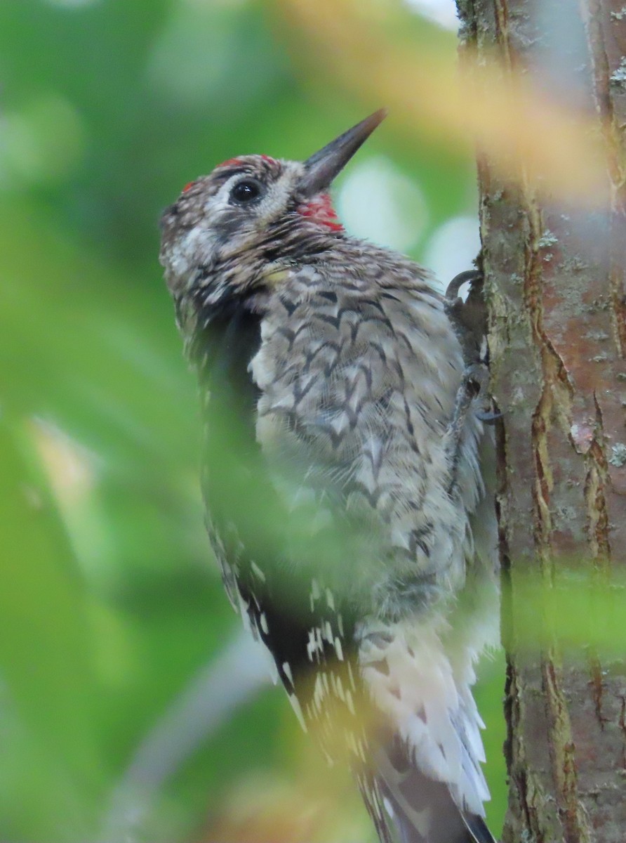 Yellow-bellied Sapsucker - ML642334605