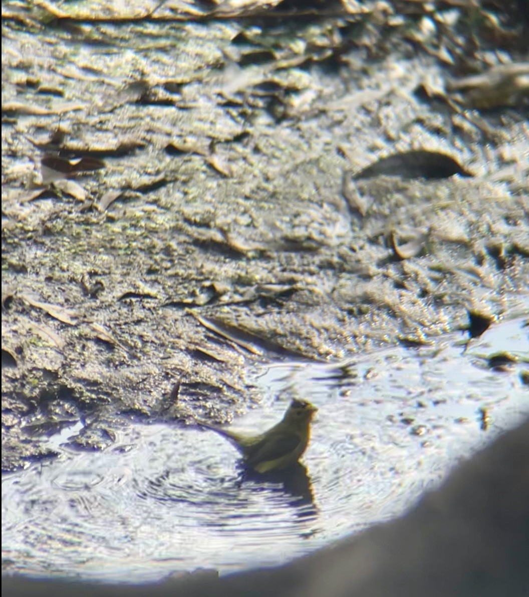 Wilson's Warbler - ML642334607