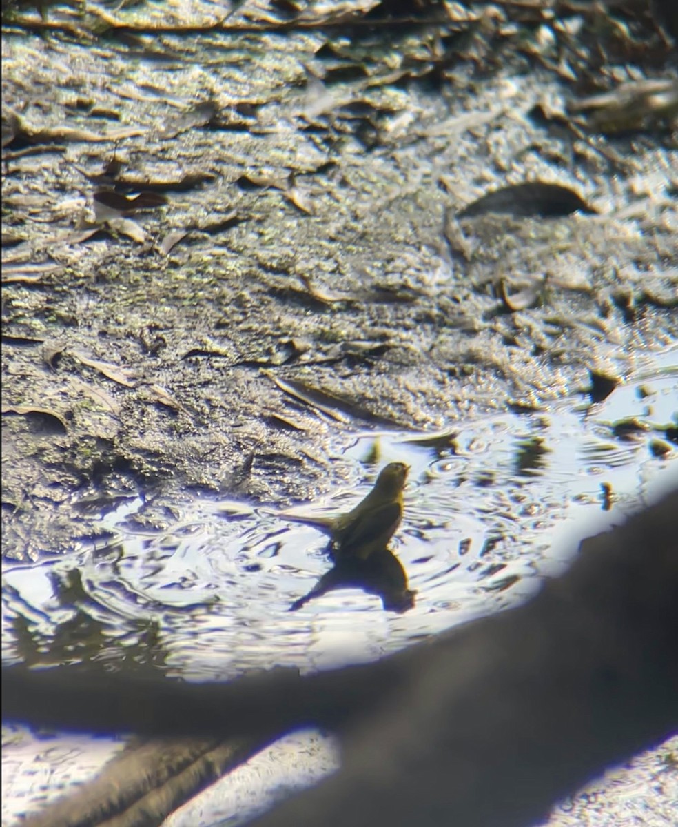 Wilson's Warbler - ML642334608