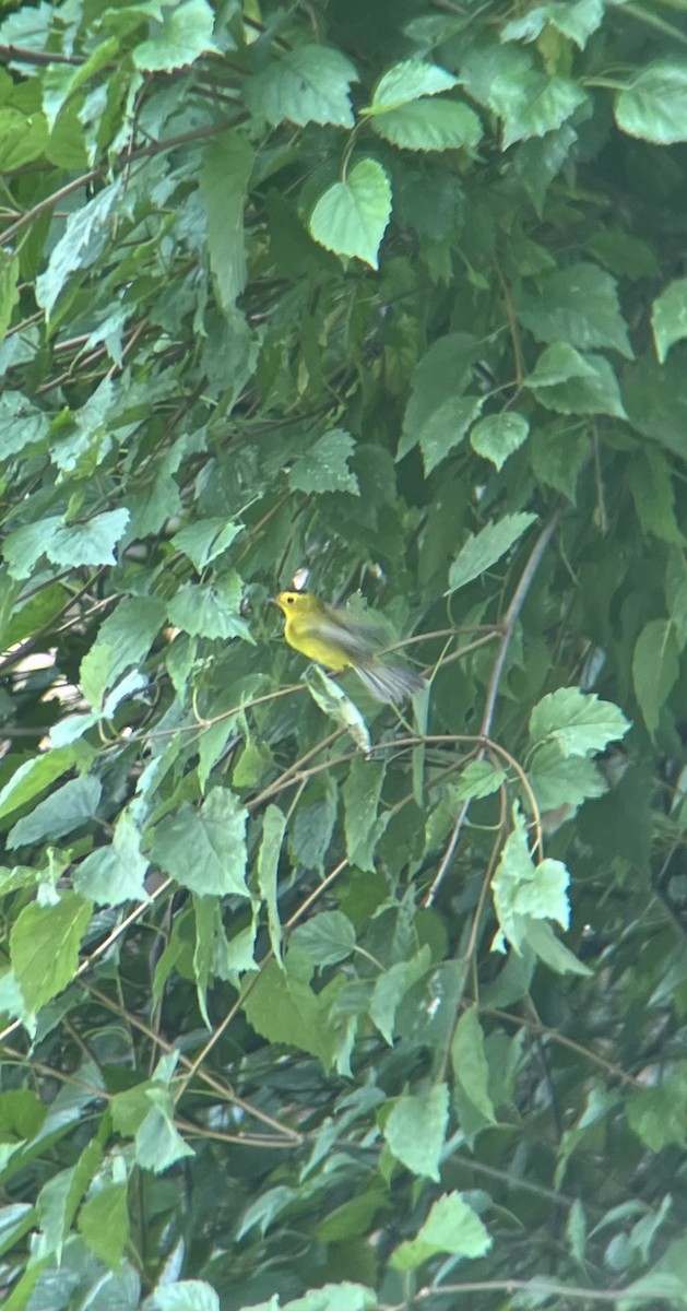 Wilson's Warbler - ML642334609