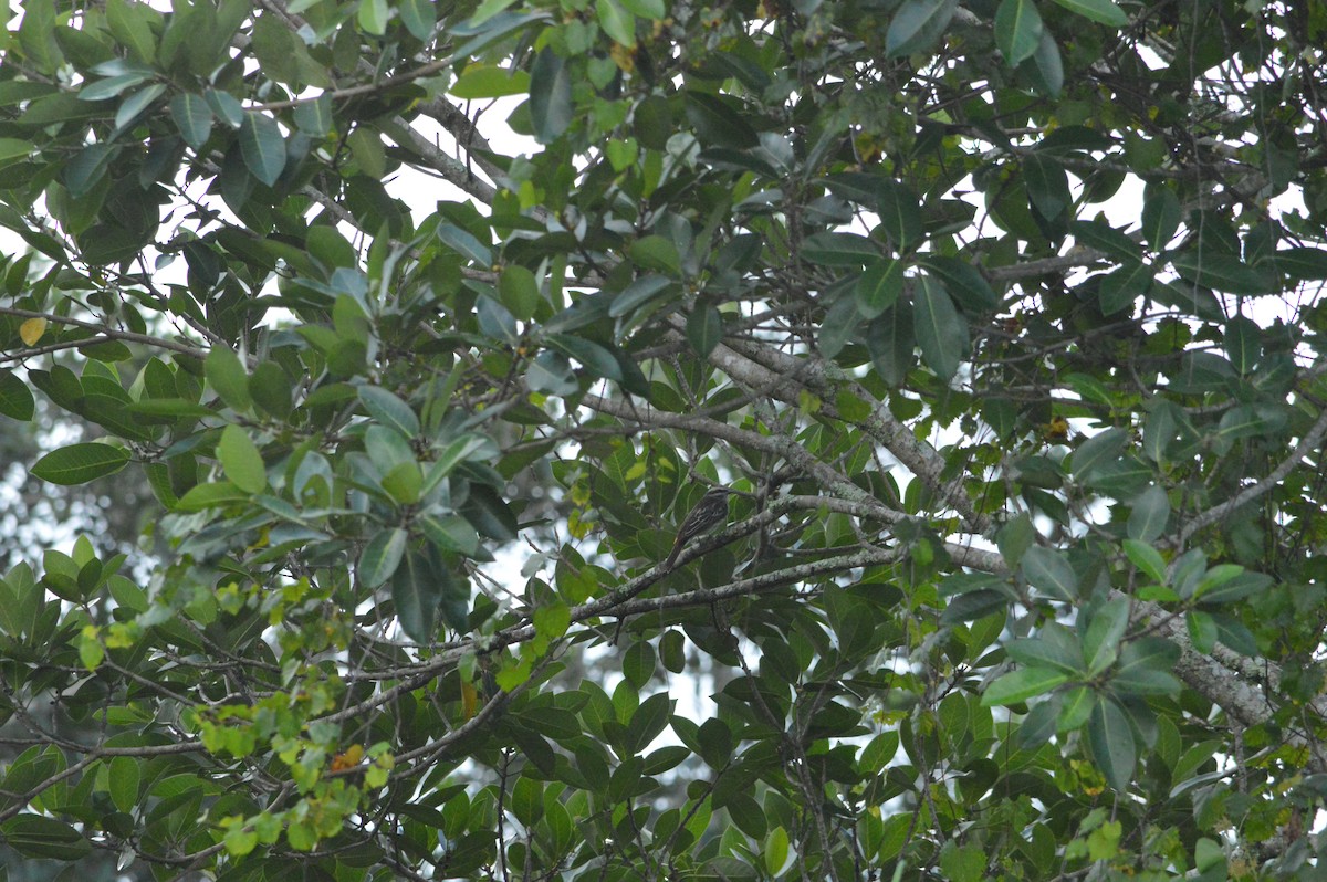 Variegated Flycatcher - ML642334623