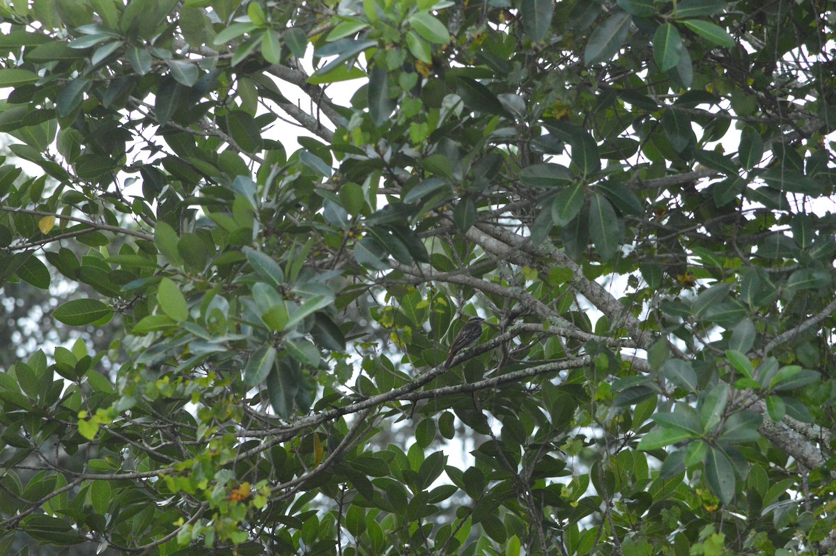 Variegated Flycatcher - ML642334624