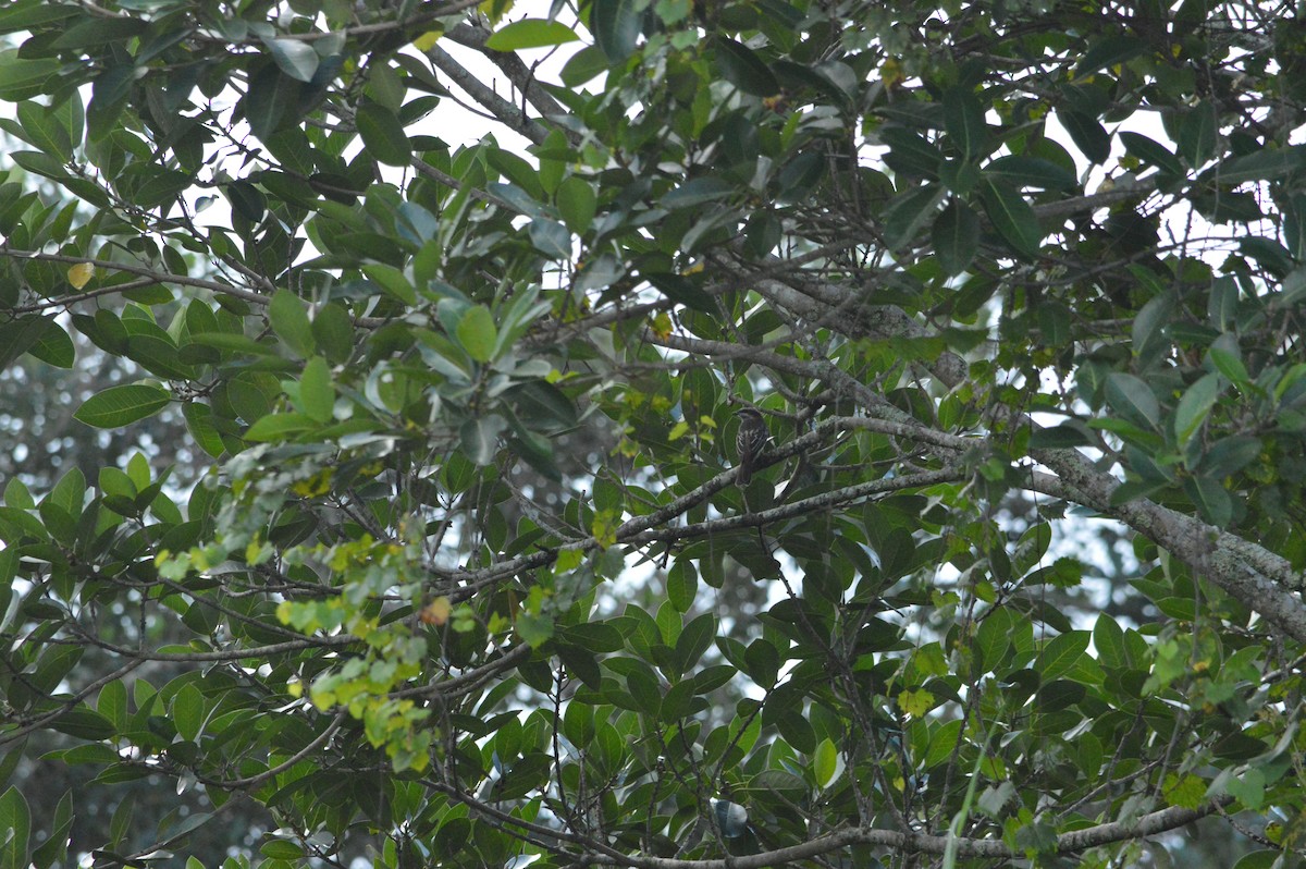 Variegated Flycatcher - ML642334625